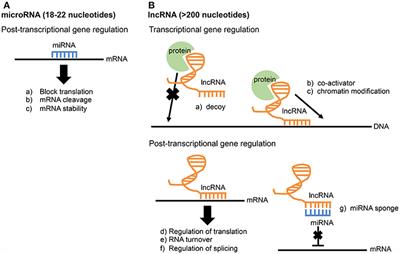 Impact of Toxoplasma gondii Infection on Host Non-coding RNA Responses